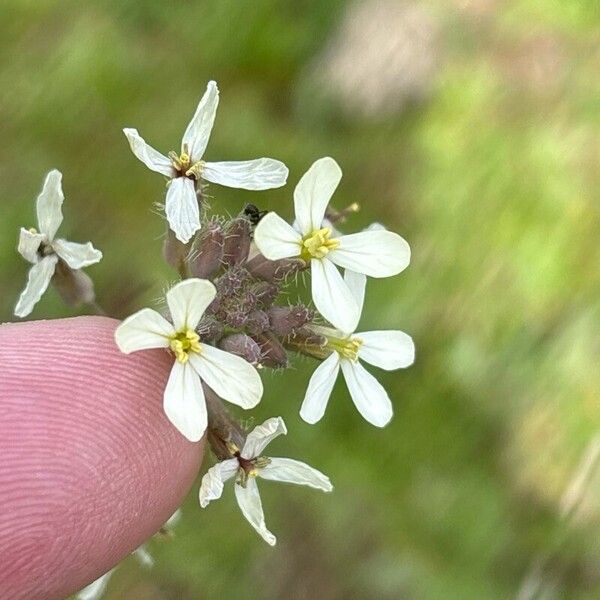 Coincya monensis Blomma