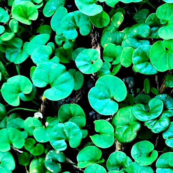 Dichondra micrantha Φύλλο