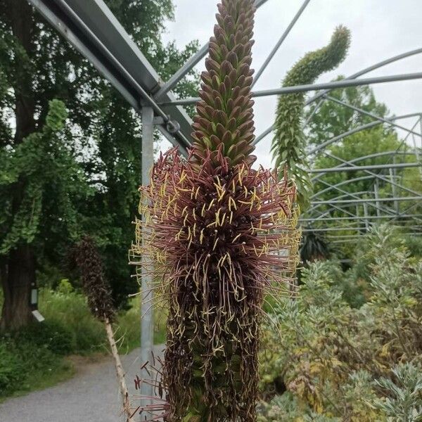 Agave filifera Cvet