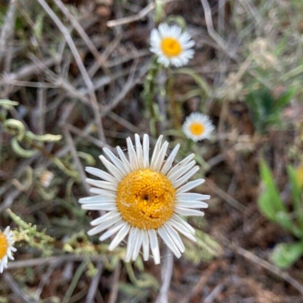 Erigeron pumilus फूल