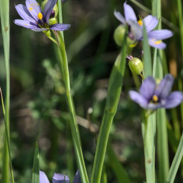 Sisyrinchium montanum 花