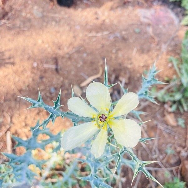 Argemone ochroleuca Flower