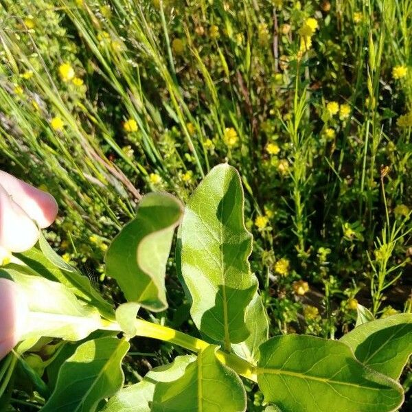 Asclepias viridis Lehti