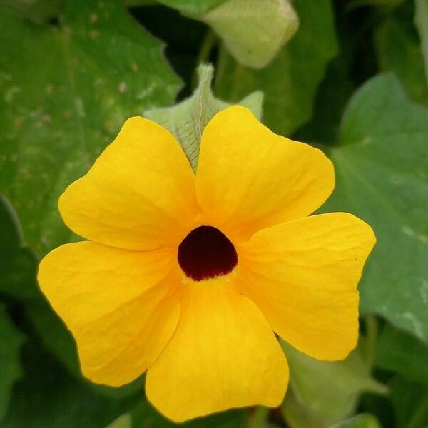 Thunbergia alata Кветка