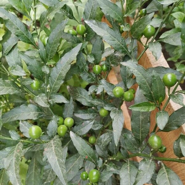 Solanum pseudocapsicum Gyümölcs