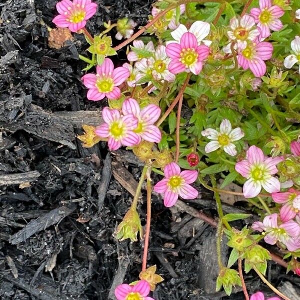 Saxifraga rosacea Blüte