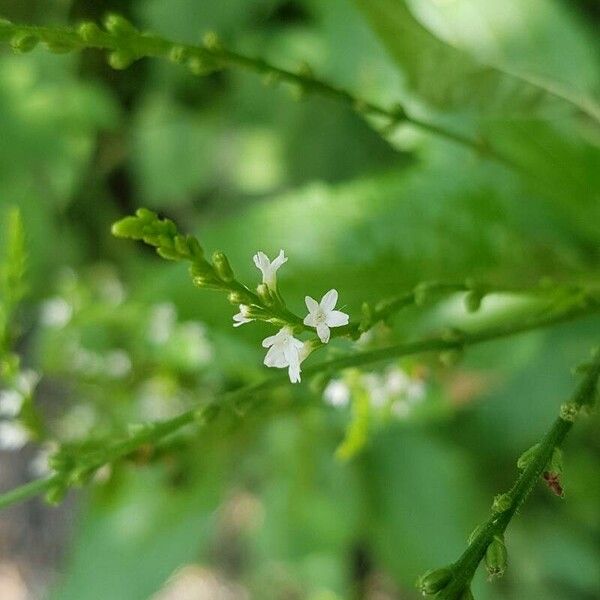 Verbena urticifolia Blomma