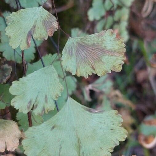 Adiantum capillus-veneris Leaf