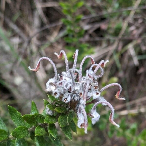 Grevillea buxifolia Цвят