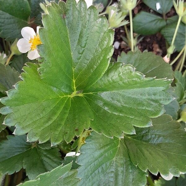 Fragaria × ananassa पत्ता