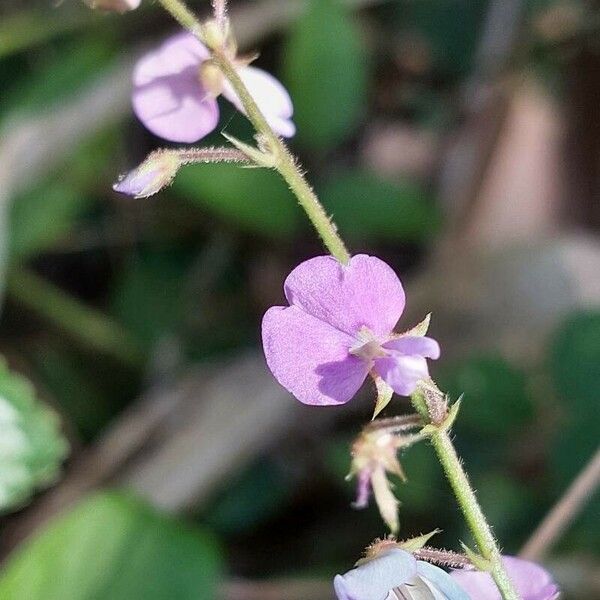 Desmodium incanum Žiedas