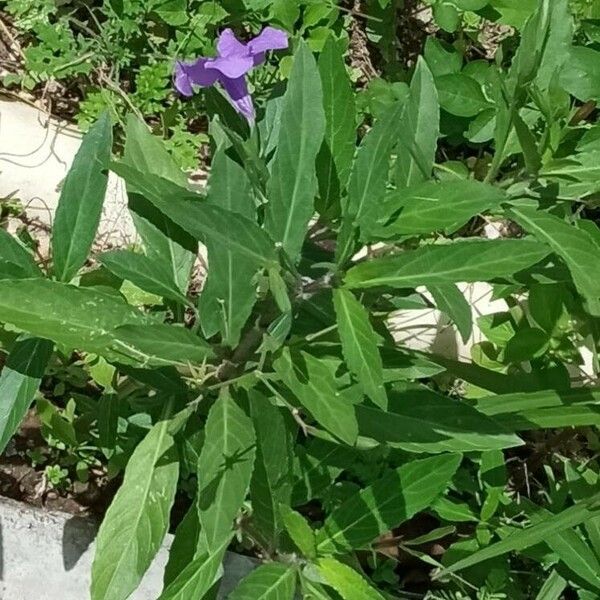 Ruellia simplex Лист