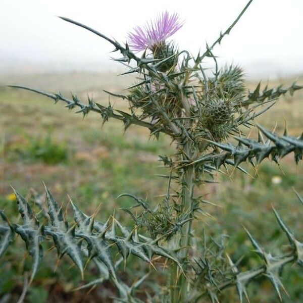 Carduus cephalanthus Blomst