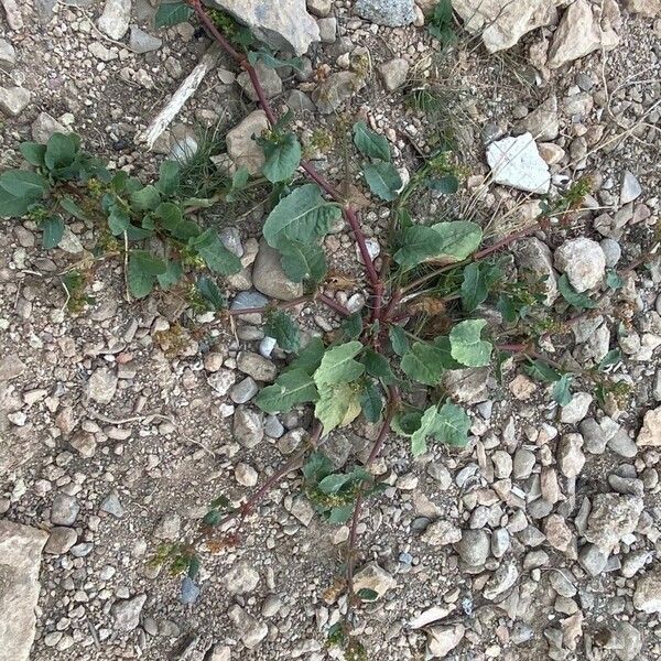 Rumex spinosus Habit