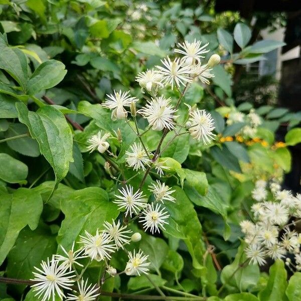 Clematis vitalba Bloem