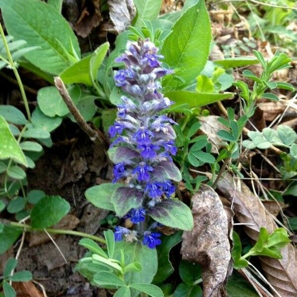 Ajuga reptans Flower