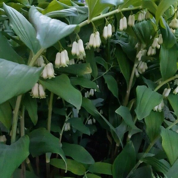 Polygonatum multiflorum Blüte