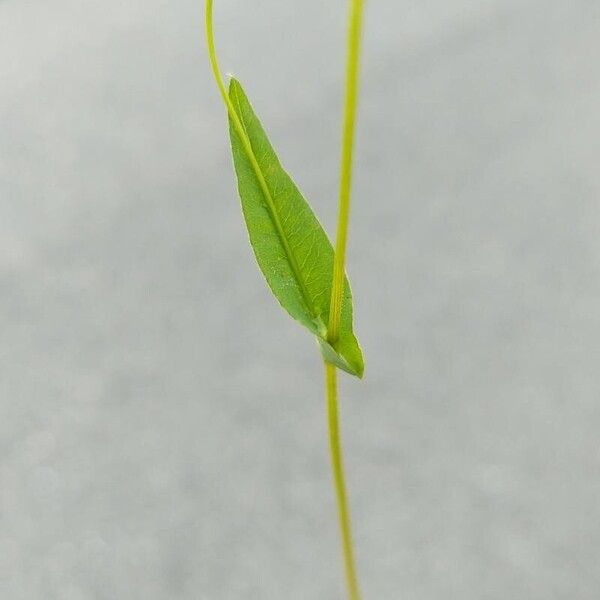 Persicaria sagittata Leaf