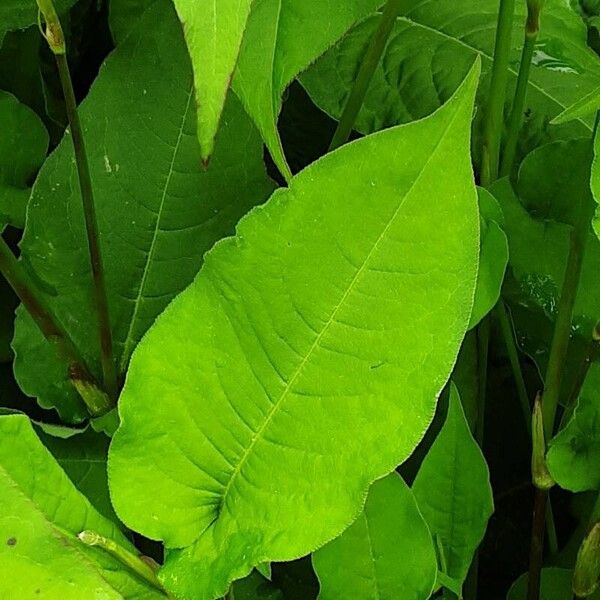 Persicaria orientalis Blatt