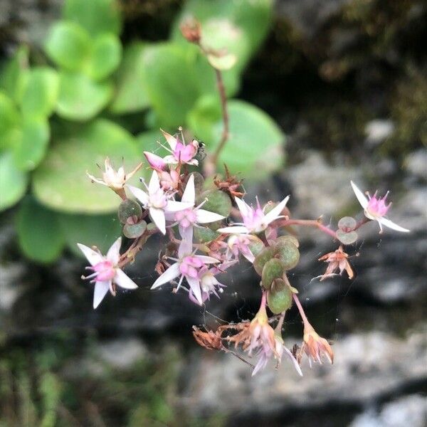 Crassula multicava Blomst