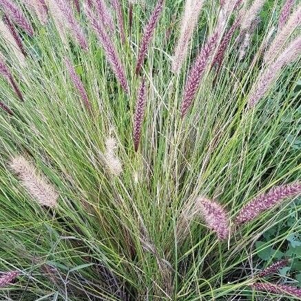 Cenchrus purpureus Fruit