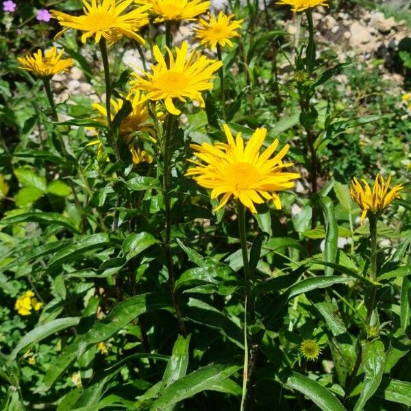 Buphthalmum salicifolium Fleur