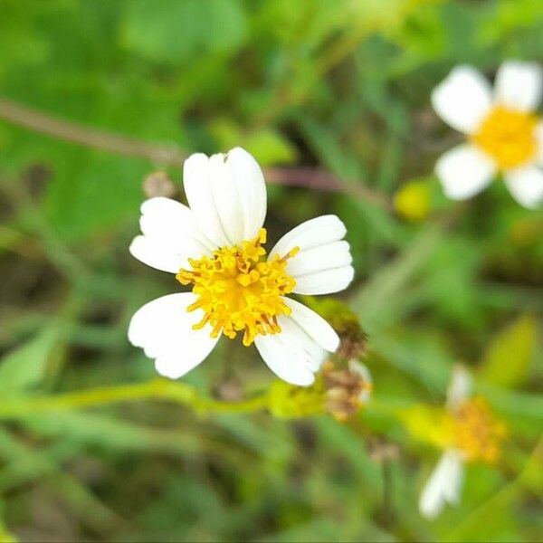 Bidens alba Flower