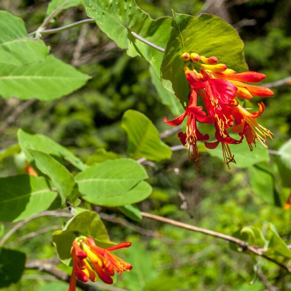 Lonicera ciliosa Flower