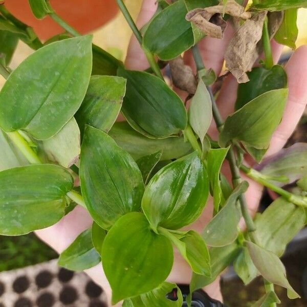 Tradescantia fluminensis برگ