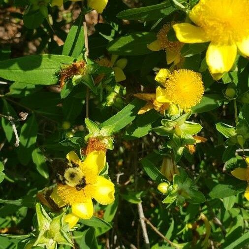 Hypericum prolificum Flower