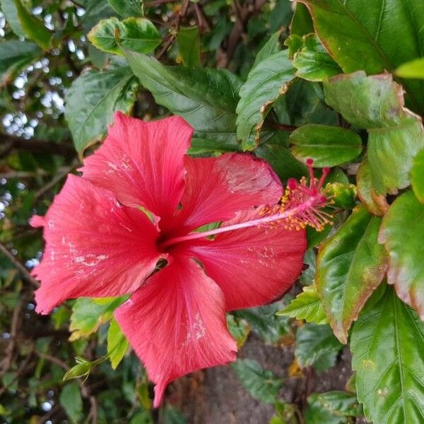 Hibiscus rosa-sinensis Kvet