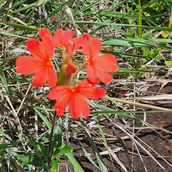 Crossandra massaica Blomma