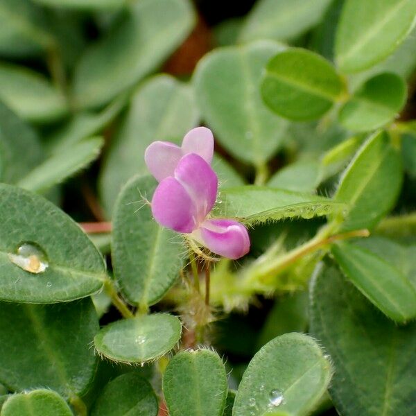 Grona triflora Virág