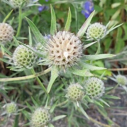 Eryngium planum Kvet