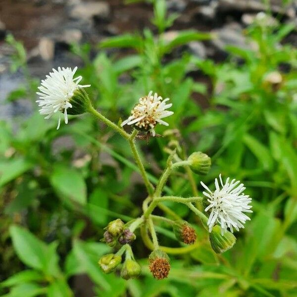 Adenostemma mauritianum Květ