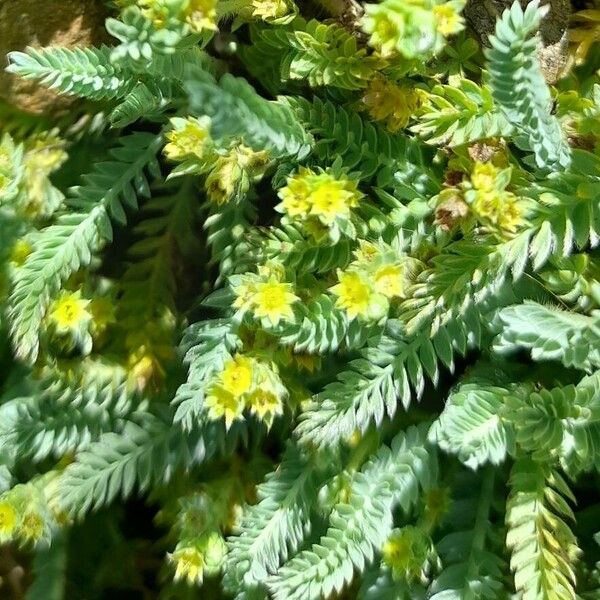 Alchemilla pinnata