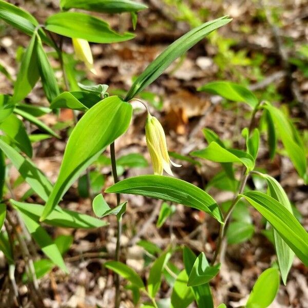 Uvularia sessilifolia ᱵᱟᱦᱟ