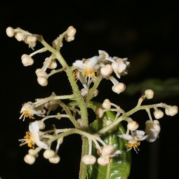 Saurauia yasicae Квітка