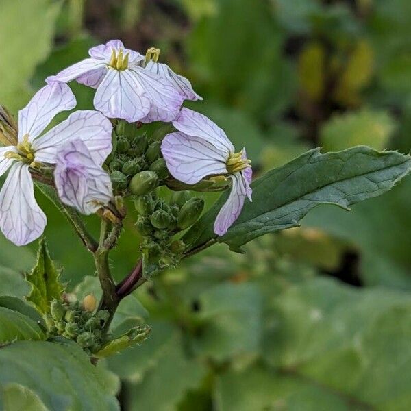 Raphanus raphanistrum Flower