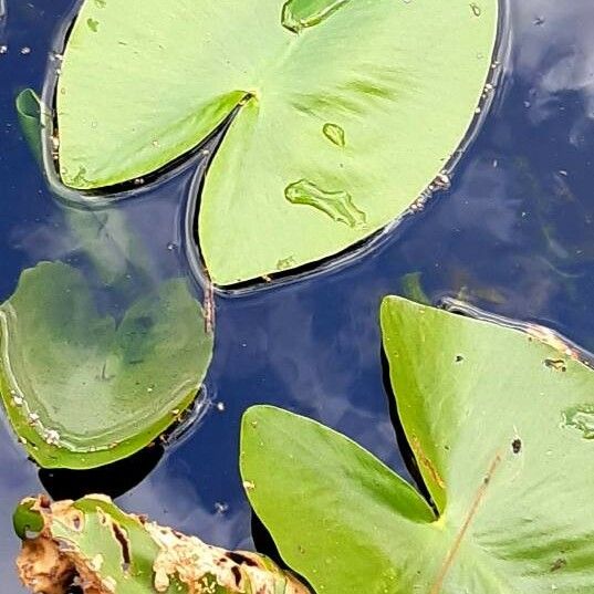 Nuphar lutea برگ