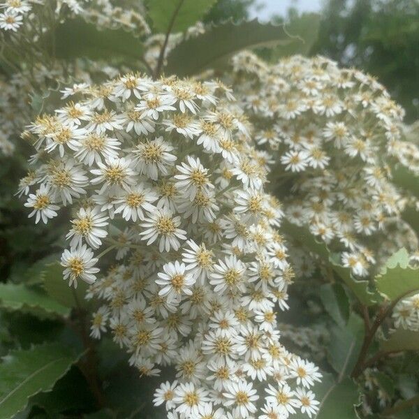 Olearia macrodonta Flower