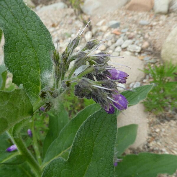 Symphytum officinale Habitus