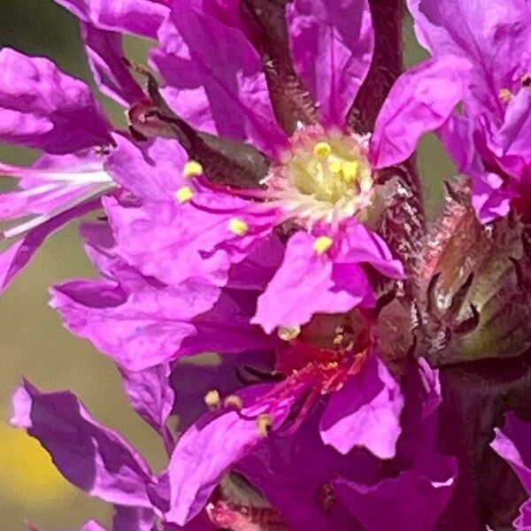 Lythrum virgatum Flower