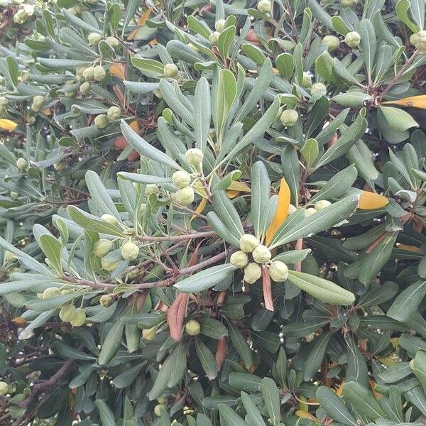 Pittosporum heterophyllum 果