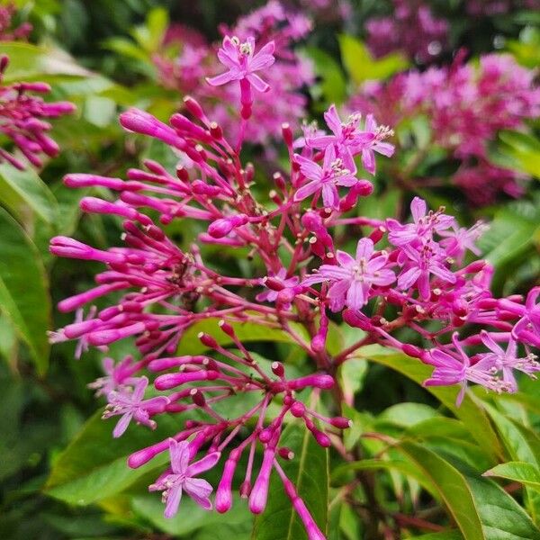 Fuchsia paniculata Λουλούδι