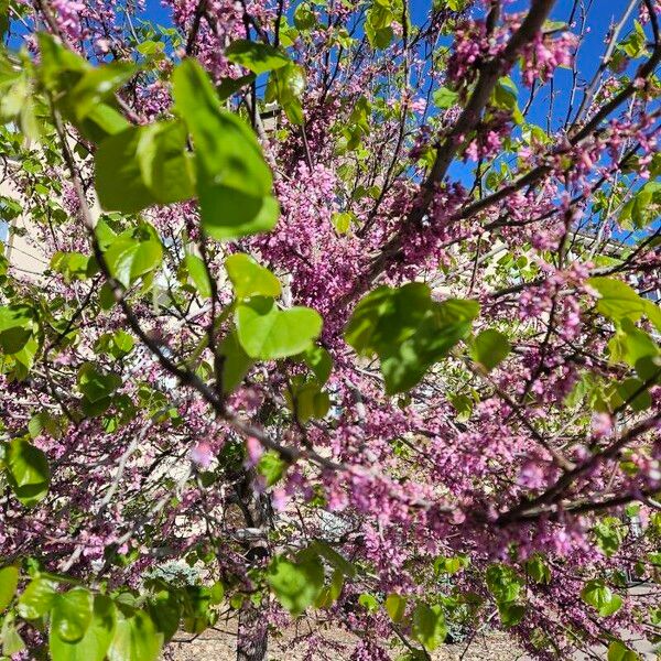 Cercis canadensis Květ