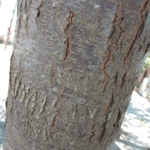 Acacia abbreviata Bark