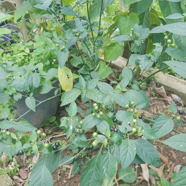 Solanum americanum Hoja