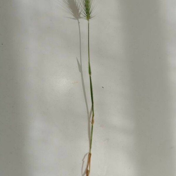 Hordeum marinum Fulla