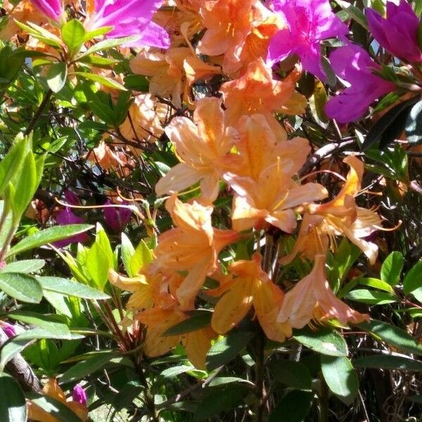 Rhododendron ferrugineum Blodyn